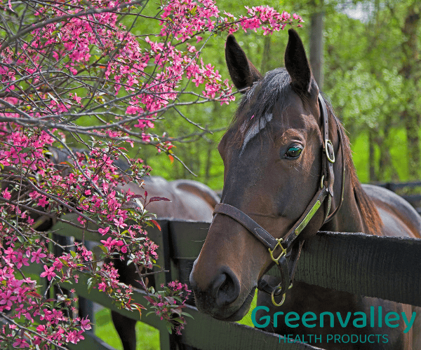 Paard met jeukproblemen onder een bloeiende boom, natuurlijke jeukverlichting.